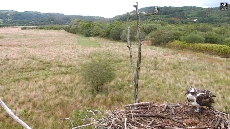 Dyfi Ospreys  - Page 10 444aaa28