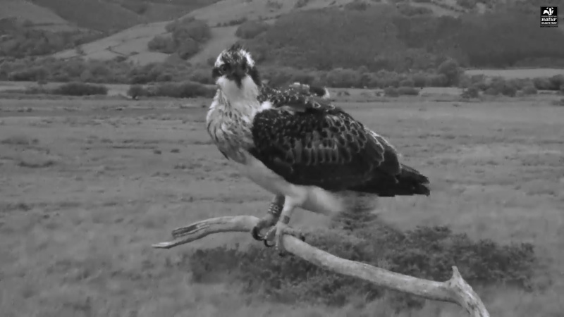 Dyfi Ospreys  - Page 9 55510