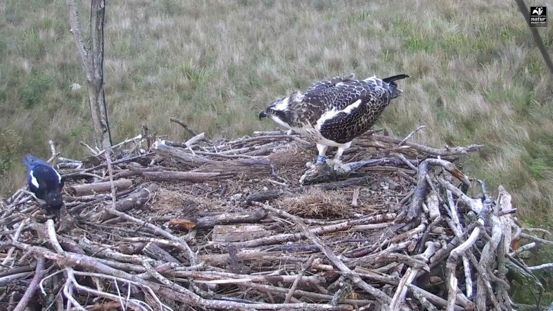 Dyfi Ospreys  - Page 9 555aaa29