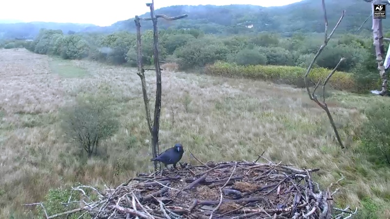 Dyfi Ospreys  - Page 4 677aaa10