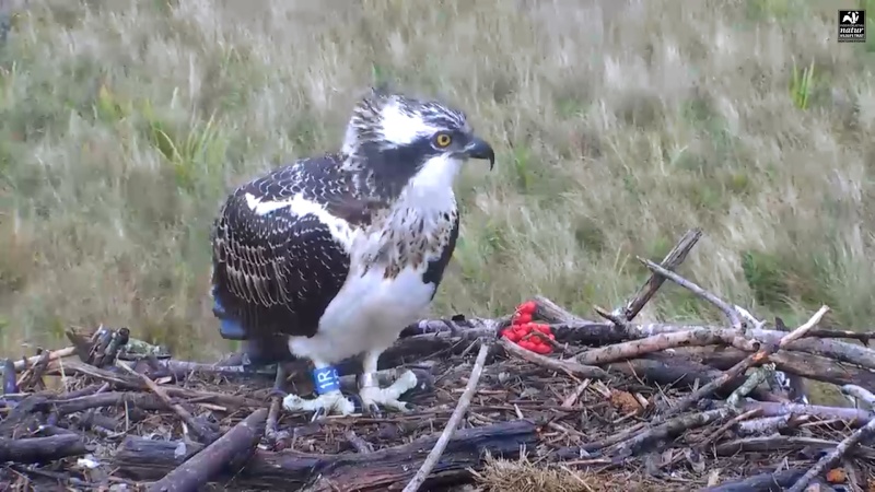 Dyfi Ospreys  - Page 4 677aaa13