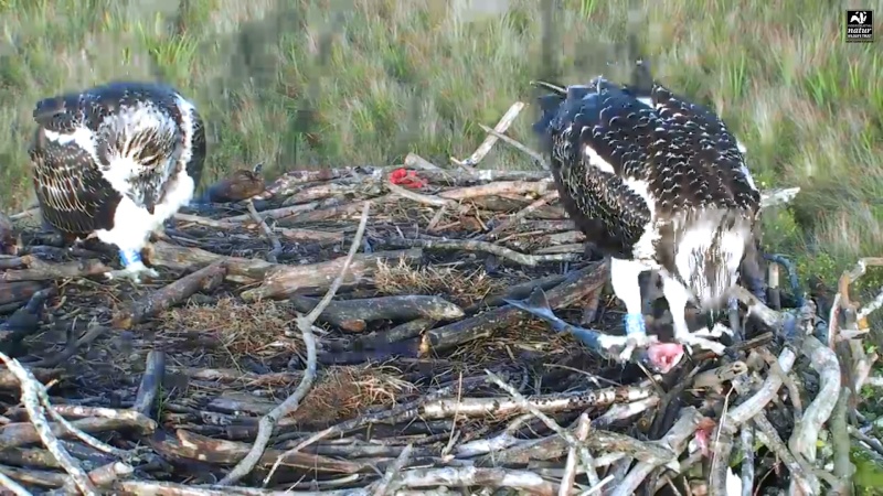 Dyfi Ospreys  - Page 4 677aaa18