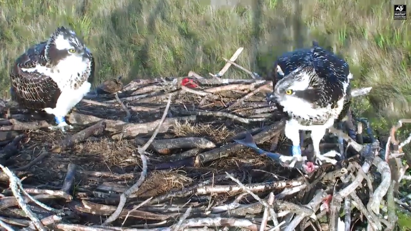 Dyfi Ospreys  - Page 4 677aaa19