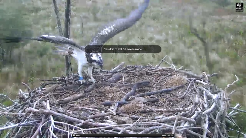 Dyfi Ospreys  - Page 4 777aaa24