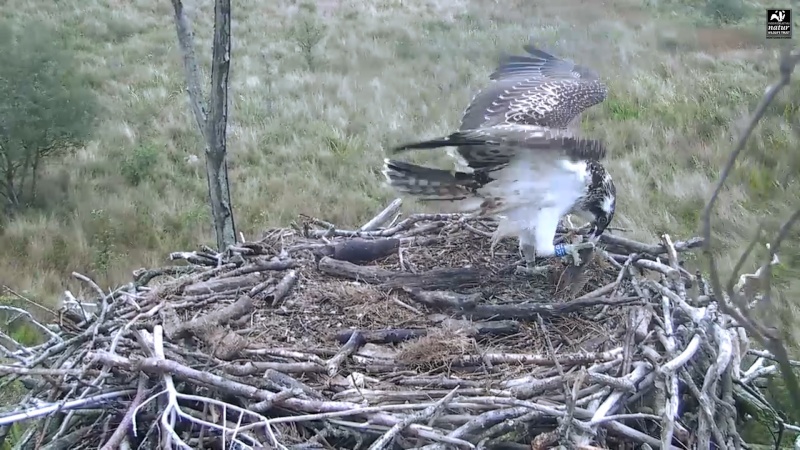 Dyfi Ospreys  - Page 4 777aaa36