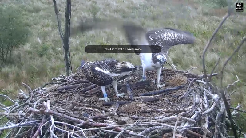 Dyfi Ospreys  - Page 4 77811