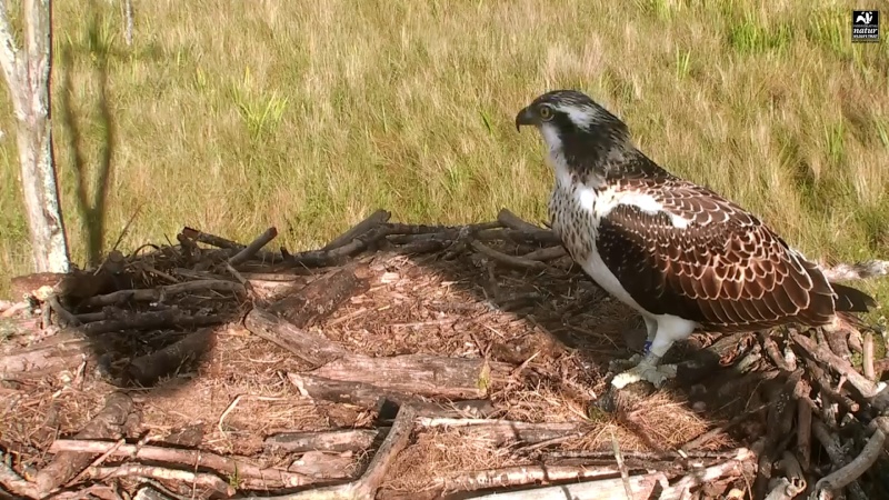 Dyfi Ospreys  - Page 3 899aa14