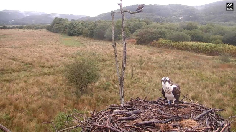 Dyfi Ospreys  999aaa32