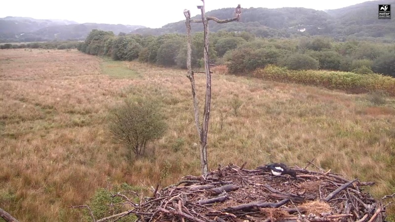 Dyfi Ospreys  - Page 2 999aaa37