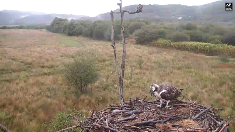 Dyfi Ospreys  - Page 2 999aaa40