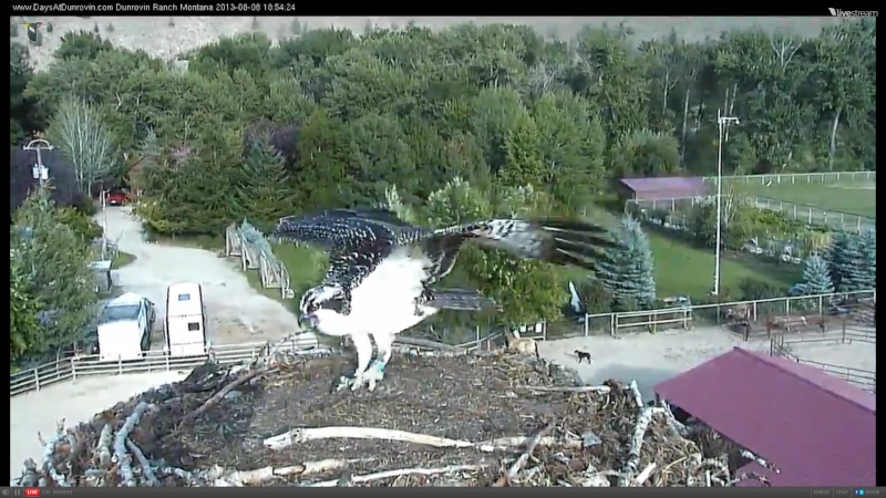 Dunrovin Ospreys - Page 16 Abcdab15
