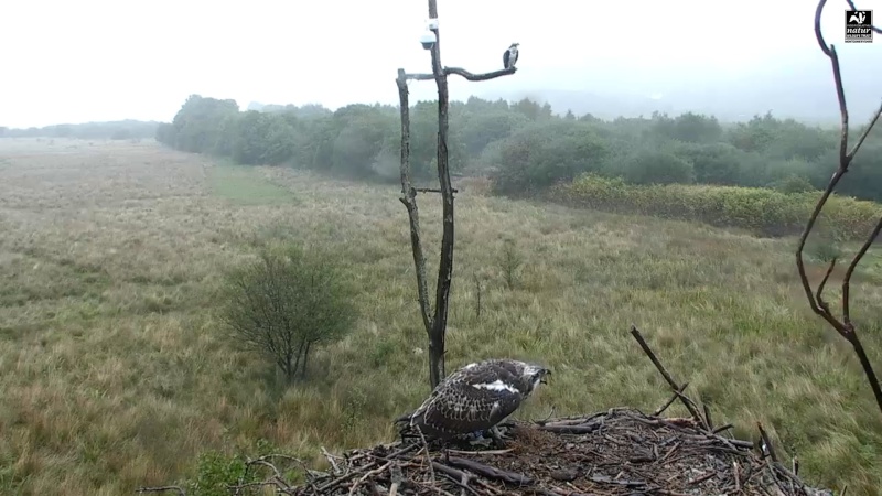 Dyfi Ospreys  - Page 17 Xbbbcc14