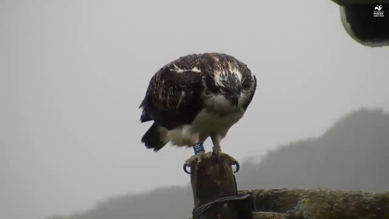 Dyfi Ospreys  - Page 17 Xccccx10