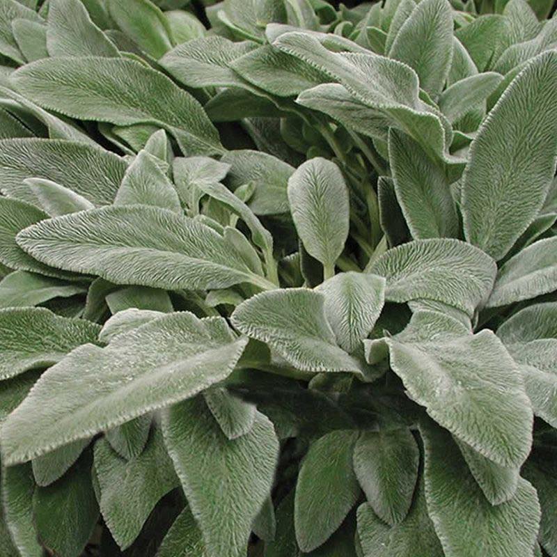 Lambs Ear Lambs_10