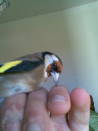 Male Ou Femelle Sexage Du Chardonneret Nimo