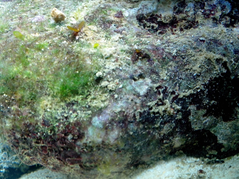 Nano Marinus 30L Dennerle - Page 3 Img_2021
