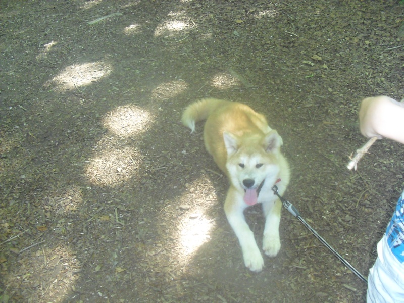 présentation de notre chiot akita inu Kyo de 4 mois. - Page 3 02710