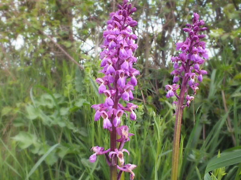 Orchidées sauvages de France de 2013 Anacam11