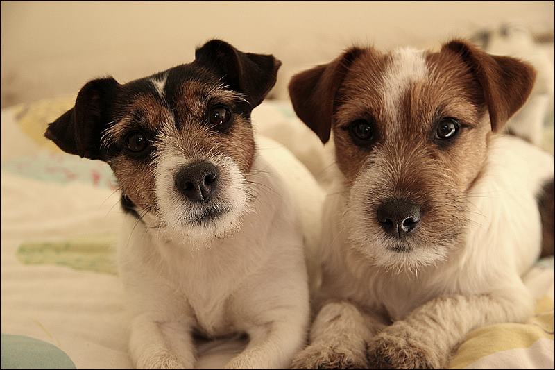 Jack russel poil dur