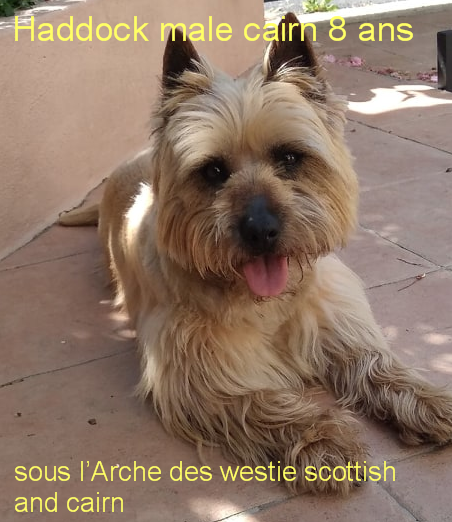 HADDOCK MALE CAIRN TERRIER 8 ANS ADOPTE Haddoc10