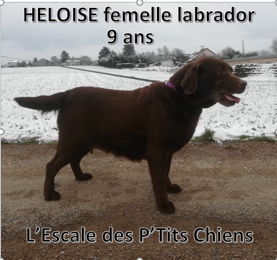 HELOISE FEMELLE LABRADOR CHOCOLAT 9 ANS DEPT 88 Helois10
