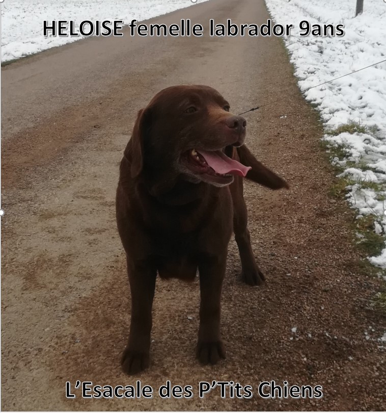 HELOISE FEMELLE LABRADOR CHOCOLAT 9 ANS DEPT 88 Helois12