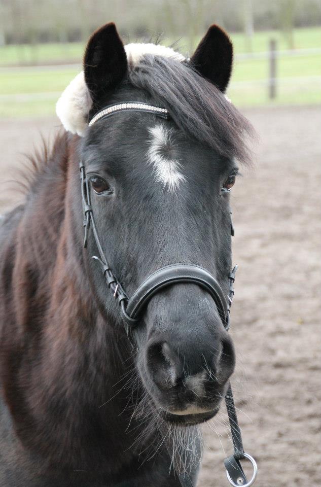 Fotos von Pferden/Ponys zuhause - Seite 23 55590310