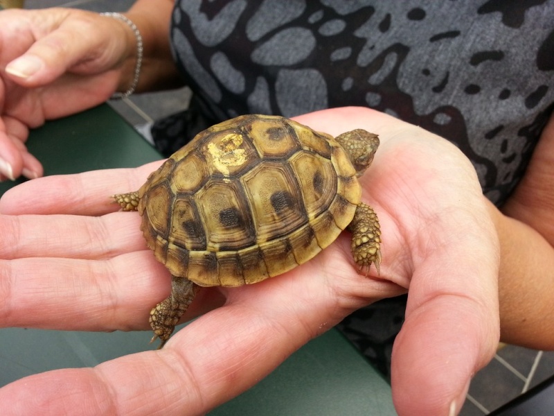 Juvéniles «testudo  hermann boettgeri " 20130823