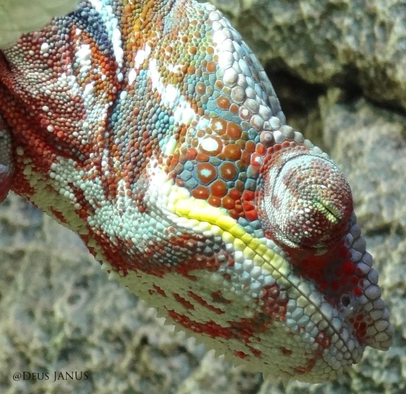 Caméléon "Furcifer Pardalis" d' 1 an ! Dsc02411