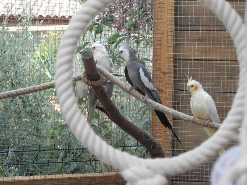 Les oiseaux chez Bialine Dscn7115