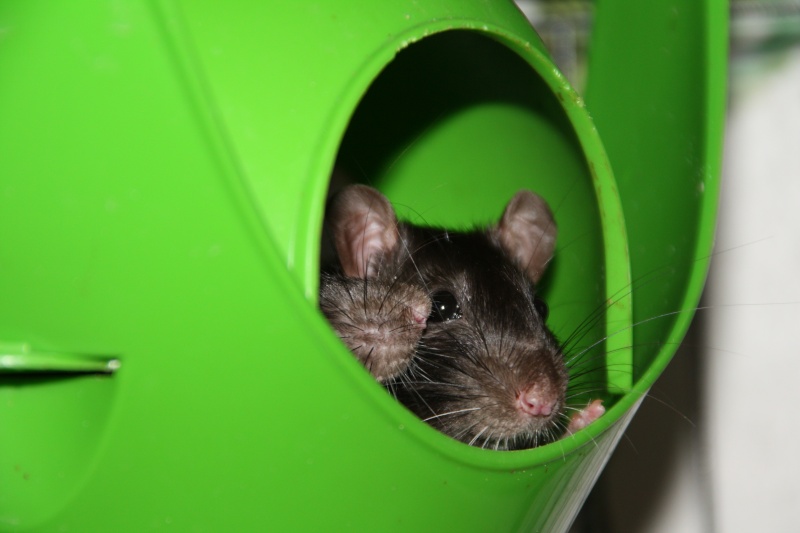 5 rats adolescents de 3 à 4 mois à adopter, Poitiers (86)  Img_9211