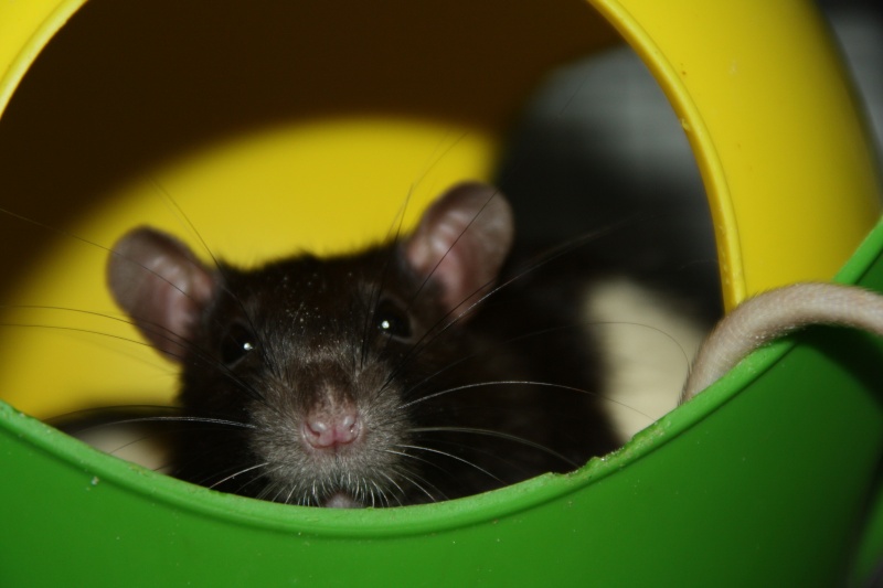 5 rats adolescents de 3 à 4 mois à adopter, Poitiers (86)  Img_9212