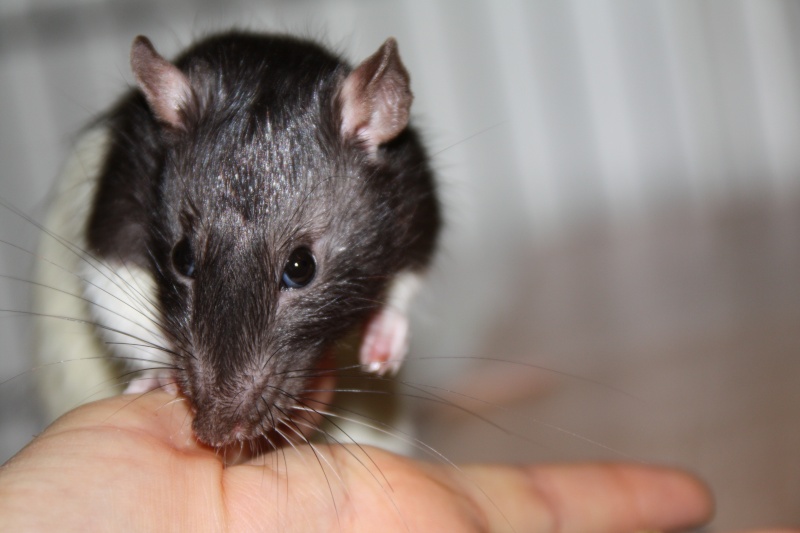 5 rats adolescents de 3 à 4 mois à adopter, Poitiers (86)  Img_9410