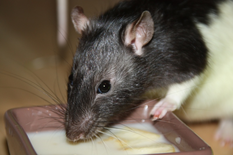 5 rats adolescents de 3 à 4 mois à adopter, Poitiers (86)  Img_9415