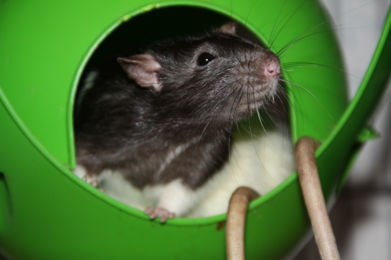 5 rats adolescents de 3 à 4 mois à adopter, Poitiers (86)  Img_9417