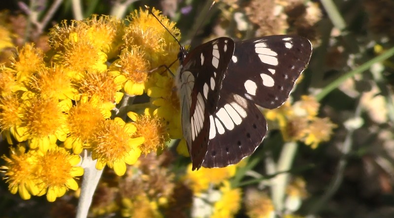 Photos de Papillons & d'insectes...mais aussi d'autres chose Papill13