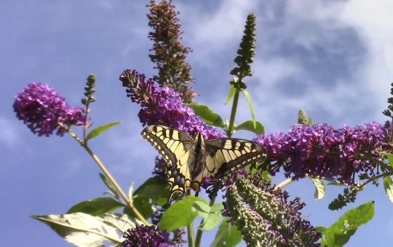Photos de Papillons & d'insectes...mais aussi d'autres chose Papill15