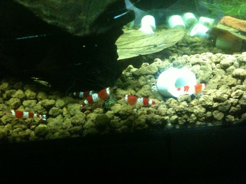 Nano 20 L V2 -> Canto et mousses :) Bbb10