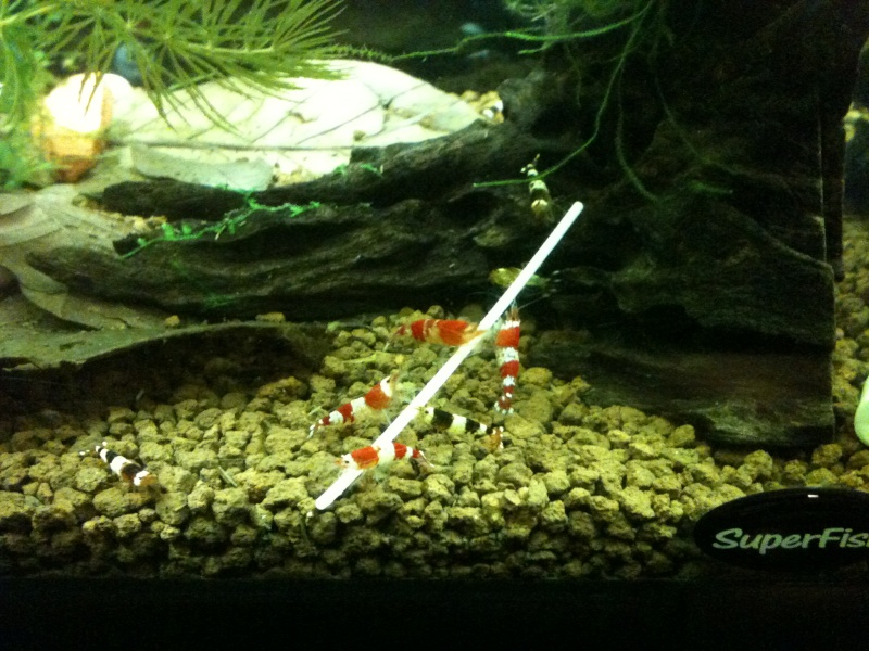 Nano 20 L V2 -> Canto et mousses :) - Page 2 Photo10