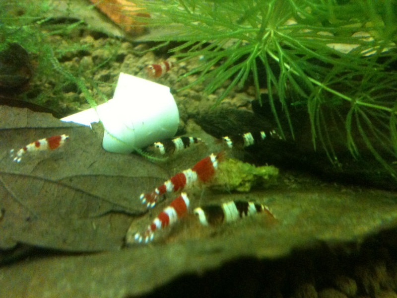 Nano 20 L V2 -> Canto et mousses :) Photo_10