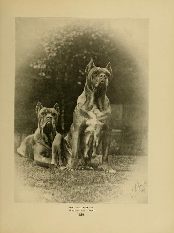 dogue de bordeaux 1902 Dogo_110