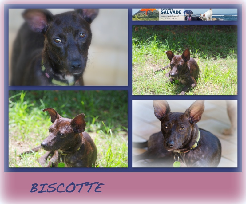 BISCOTTE  Biscot10