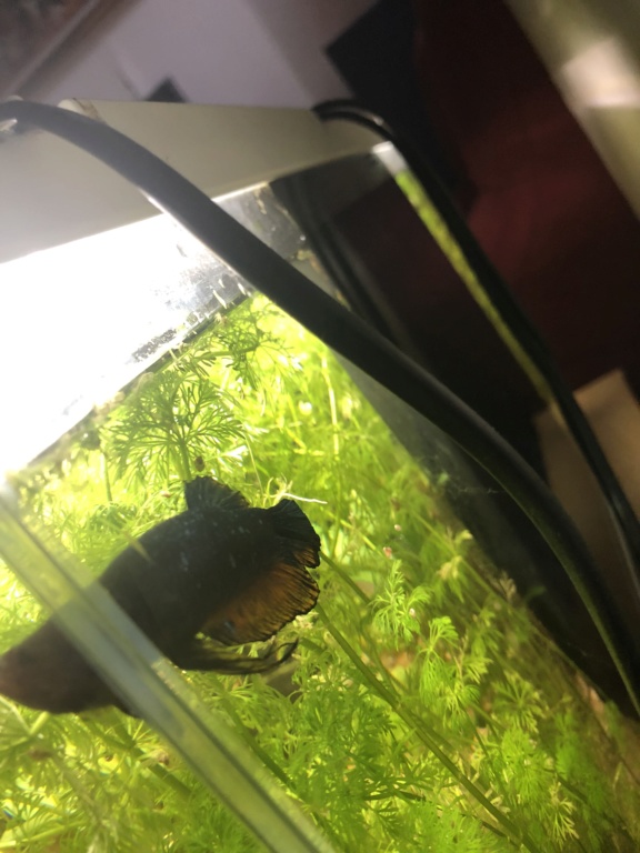 Betta ne nageant plus 1e885f10
