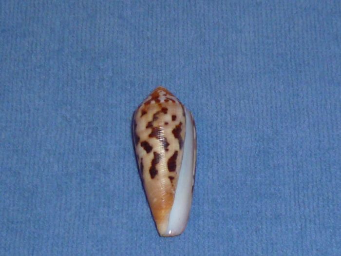 Conus (Pionoconus) circumcisus  Born, 1778 Conus_11