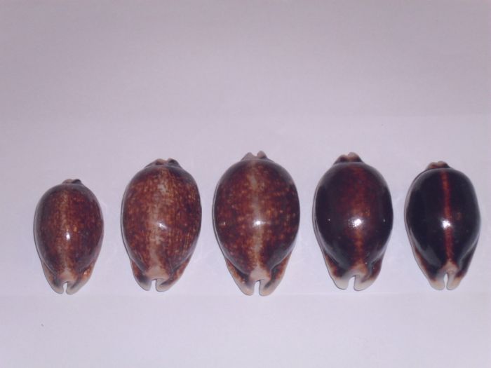 Mauritia eglantina - (Duclos, 1833) Eglant19
