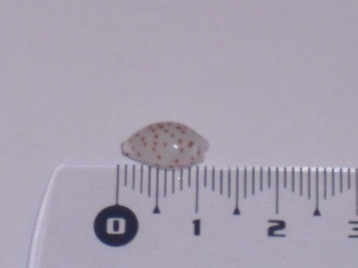 les plus petites especes de porcelaines, microdon, fimbriata, etc... Puncta10