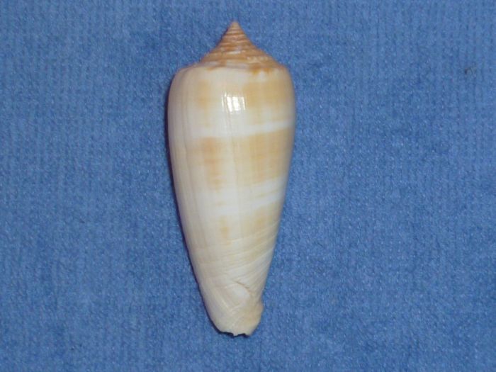 Conus (Phasmoconus) ochroleucus   Gmelin, 1791 Radiat10