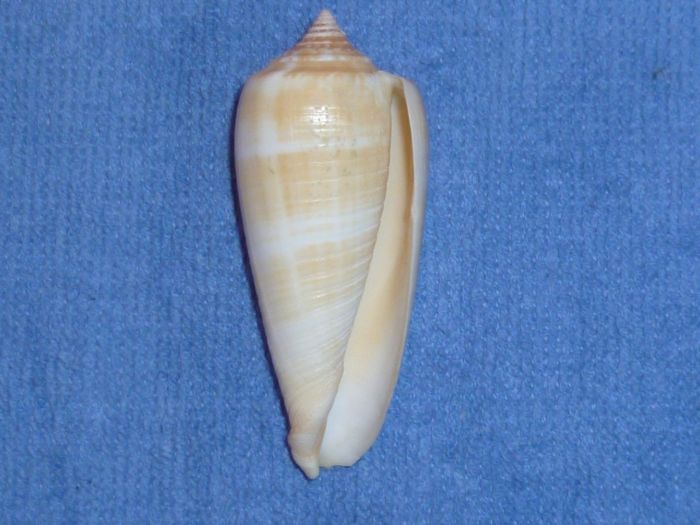 Conus (Phasmoconus) ochroleucus   Gmelin, 1791 Radiat11