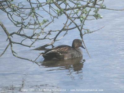 espèce canard chassable  Chipea10