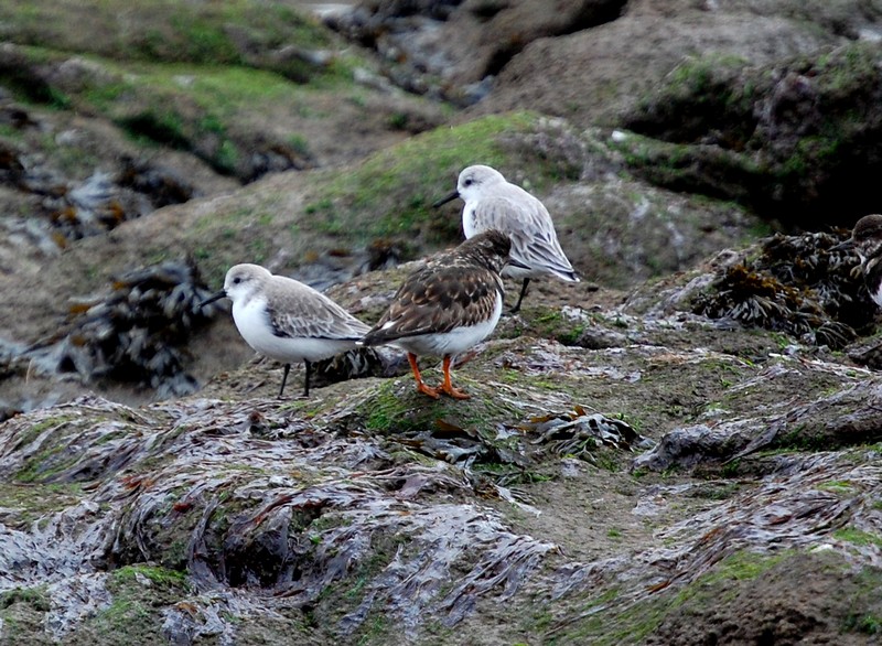 Arenaria & Calidris Alba Dsc_0210